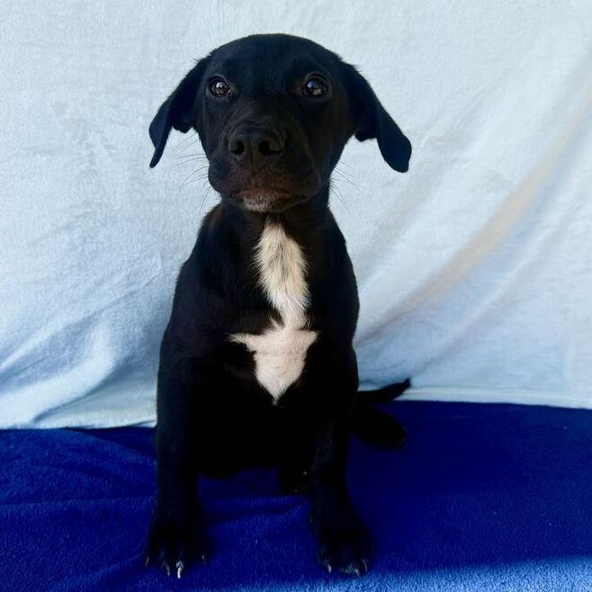 Enlarge Chipz, a Adoptable Black Labrador Retriever in Carencro, LA image 1/3