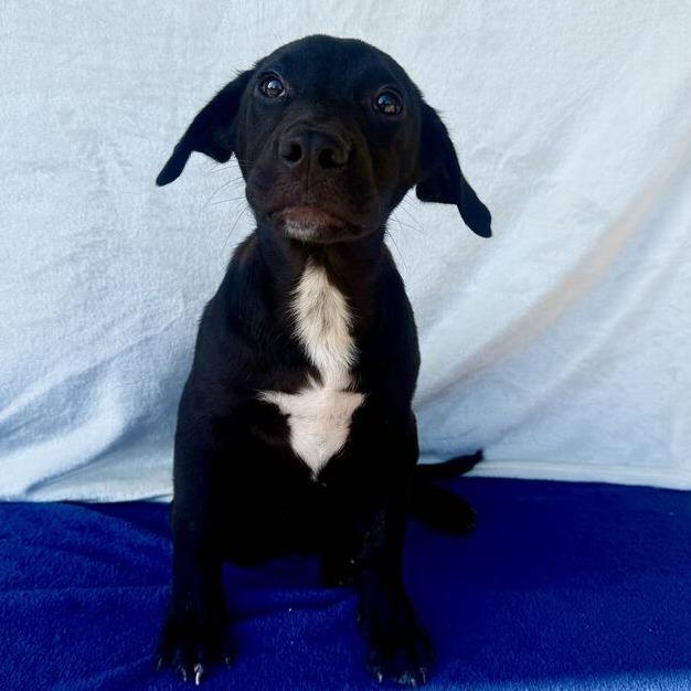 Enlarge Chipz, a Adoptable Black Labrador Retriever in Carencro, LA image 2/3