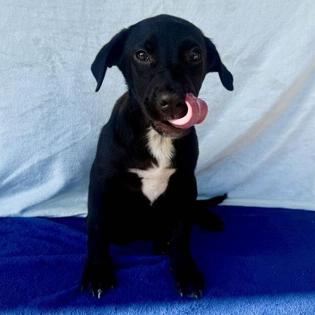 Enlarge Chipz, a Adoptable Black Labrador Retriever in Carencro, LA image 3/3