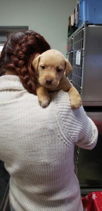 Sophie, Adoptable, Adult Female Labrador Retriever & Mixed Breed.