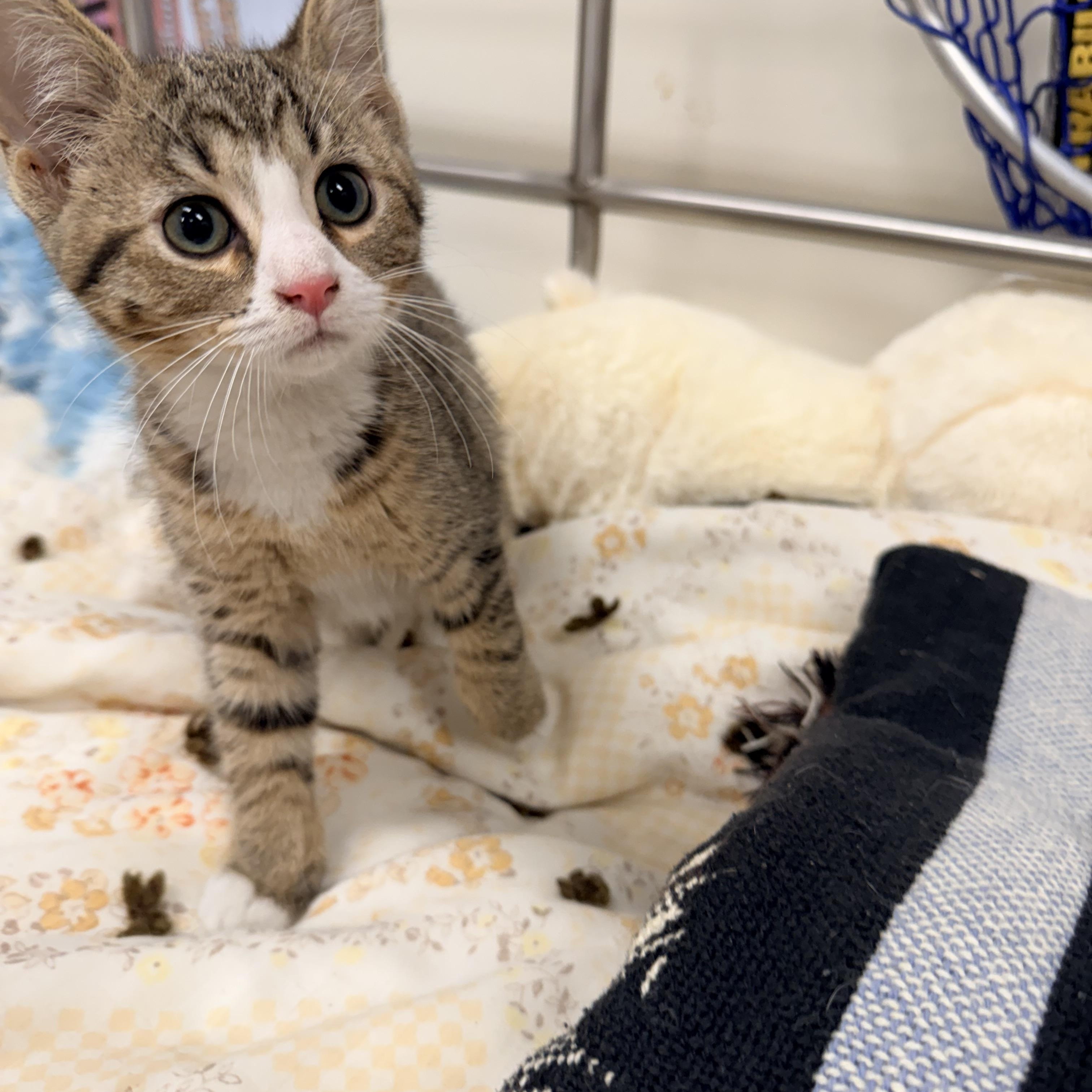 Violet, adopted, Kitten Female Domestic Short Hair.