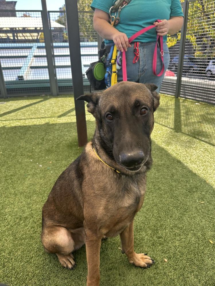 Enlarge Jack aka jack o' lantern - Located in MO, a Adoptable Belgian Shepherd / Malinois in Imlay City, MI image 1/6