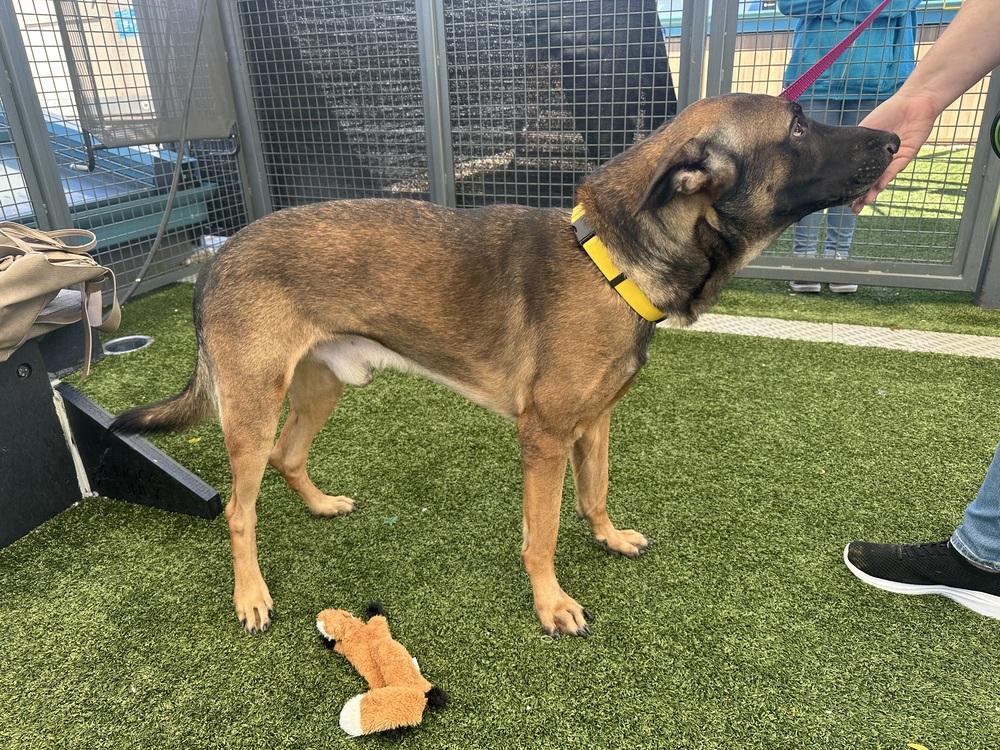 Enlarge Jack aka jack o' lantern - Located in MO, a Adoptable Belgian Shepherd / Malinois in Imlay City, MI image 2/6