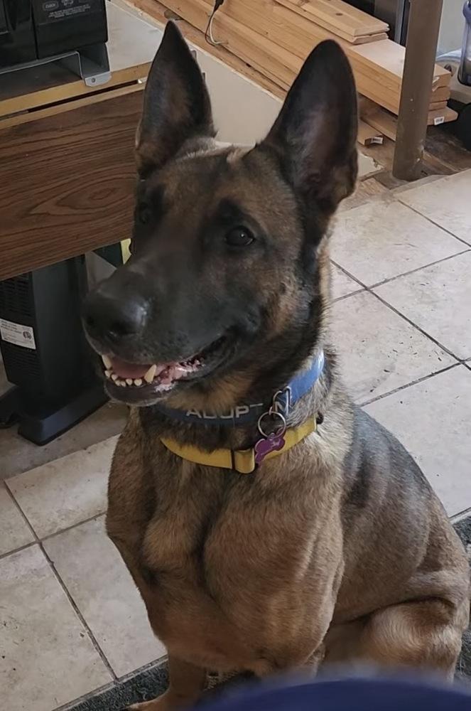 Enlarge Jack aka jack o' lantern - Located in MO, a Adoptable Belgian Shepherd / Malinois in Imlay City, MI image 3/6