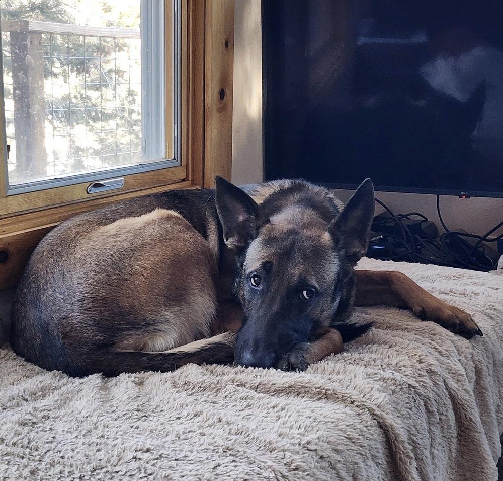 Enlarge Jack aka jack o' lantern - Located in MO, a Adoptable Belgian Shepherd / Malinois in Imlay City, MI image 4/6