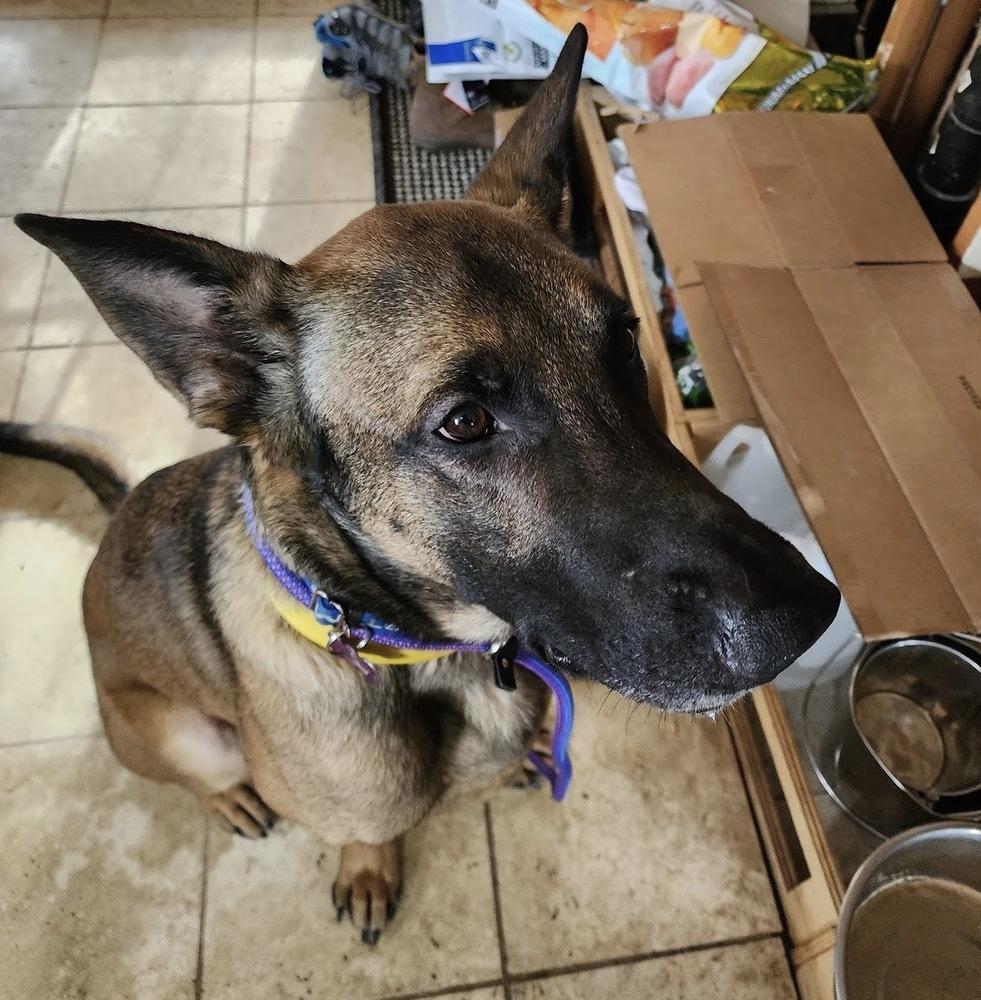 Enlarge Jack aka jack o' lantern - Located in MO, a Adoptable Belgian Shepherd / Malinois in Imlay City, MI image 5/6