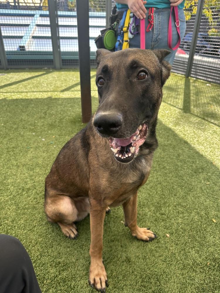 Enlarge Jack aka jack o' lantern - Located in MO, a Adoptable Belgian Shepherd / Malinois in Imlay City, MI image 6/6