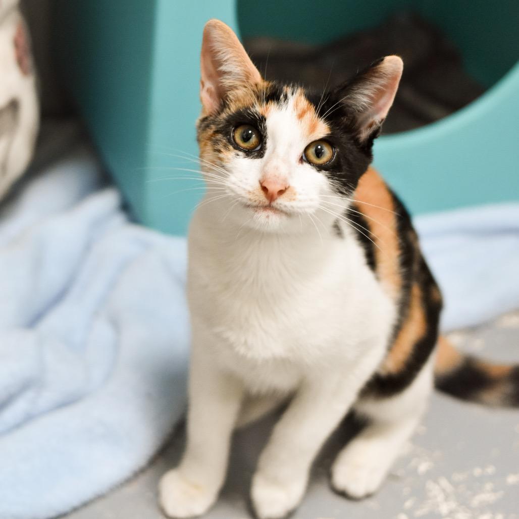 Enlarge Chutney, a Adoptable Domestic Short Hair in Kailua Kona, HI image 1/6