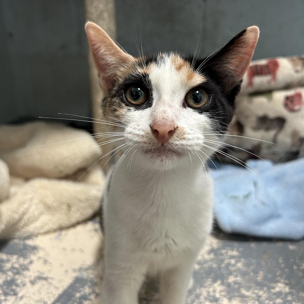 Enlarge Chutney, a Adoptable Domestic Short Hair in Kailua Kona, HI image 2/6