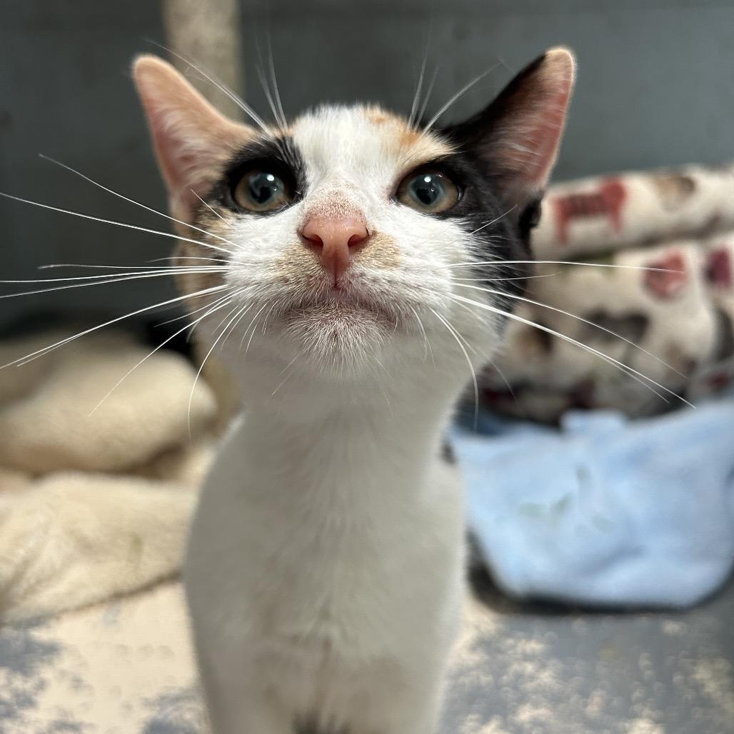 Enlarge Chutney, a Adoptable Domestic Short Hair in Kailua Kona, HI image 3/6