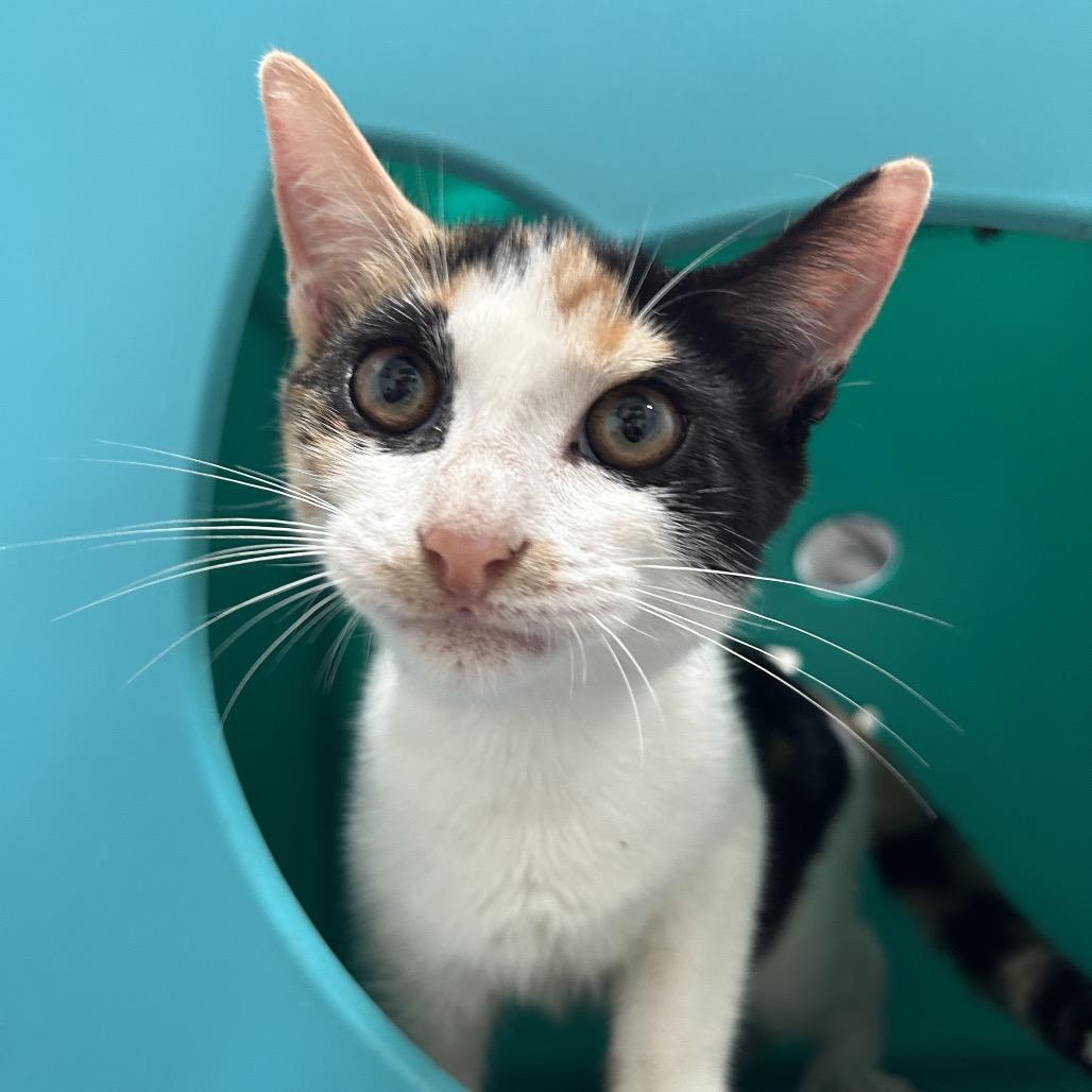 Enlarge Chutney, a Adoptable Domestic Short Hair in Kailua Kona, HI image 4/6