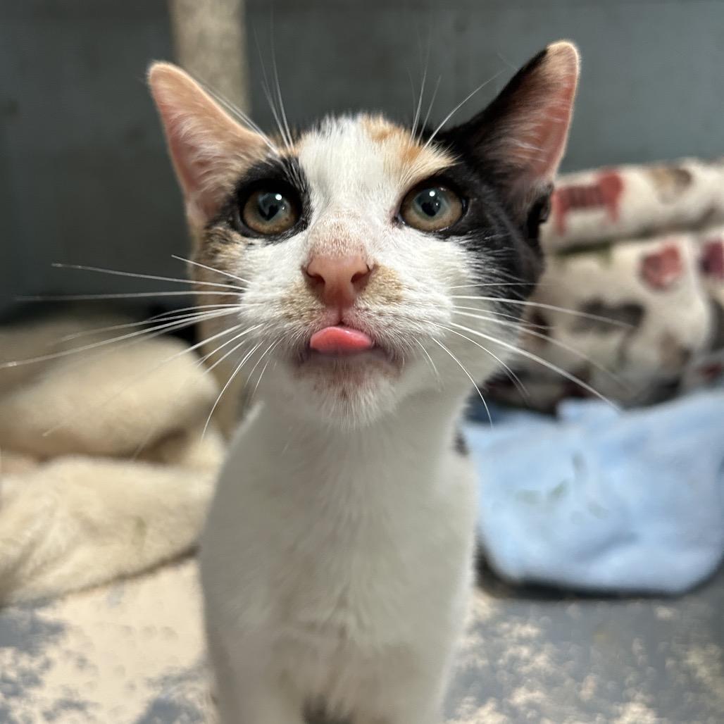 Enlarge Chutney, a Adoptable Domestic Short Hair in Kailua Kona, HI image 5/6