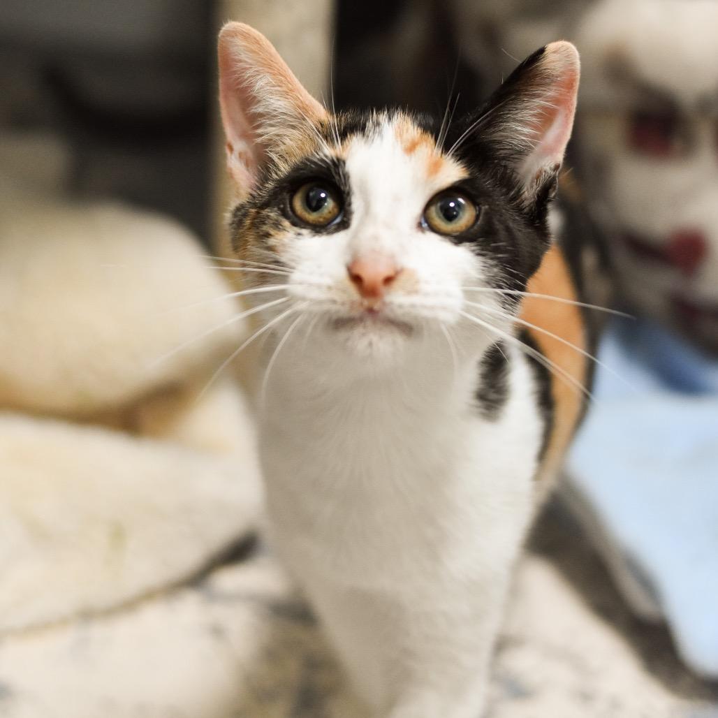 Enlarge Chutney, a Adoptable Domestic Short Hair in Kailua Kona, HI image 6/6