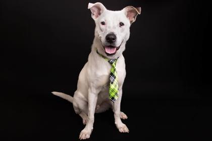 Enlarge Sterling, a Adoptable mixed breed in Greenville, SC image 1/1