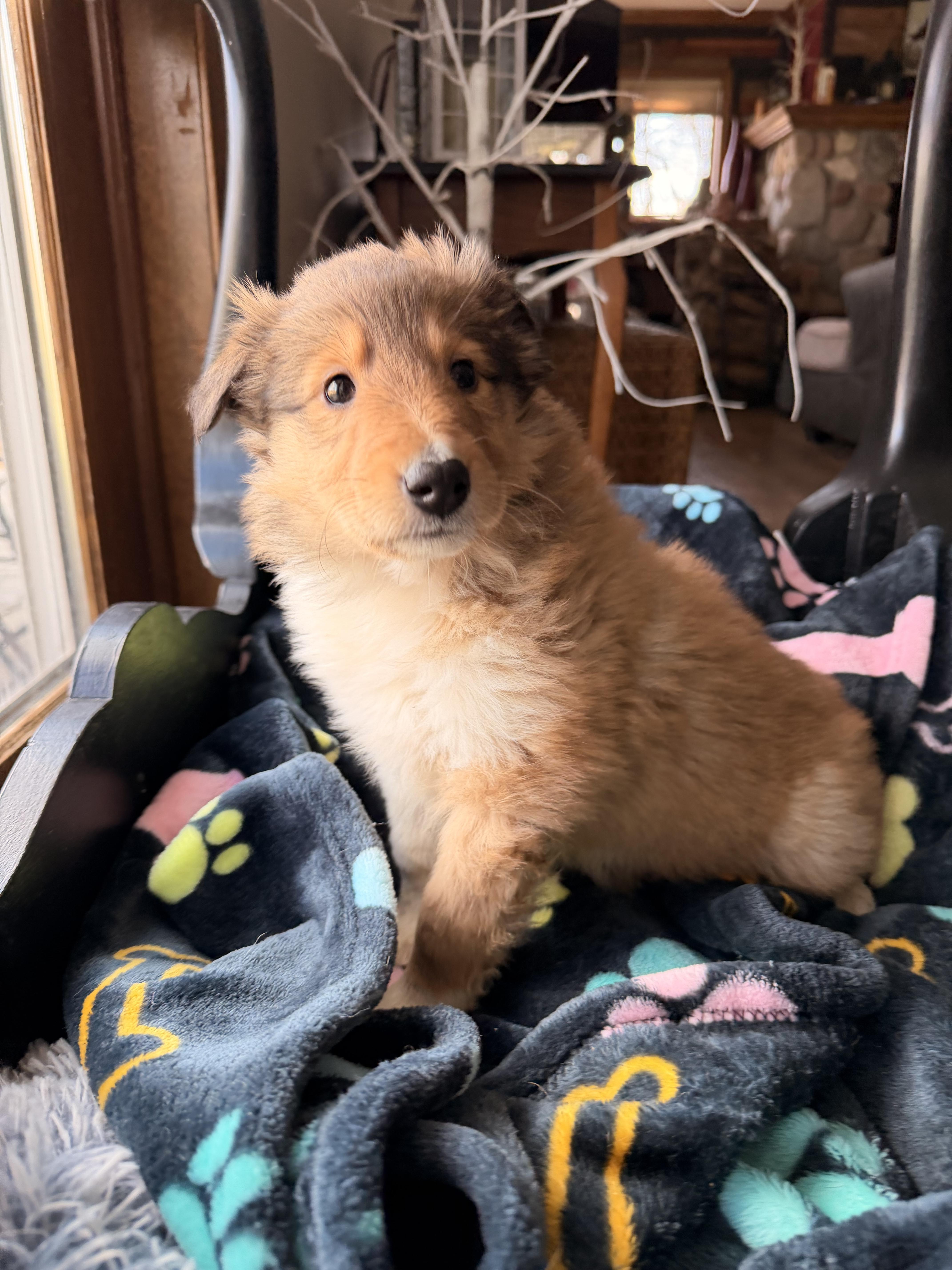 Enlarge Maple , an adopted Rough Collie in North Freedom, WI image 3/3