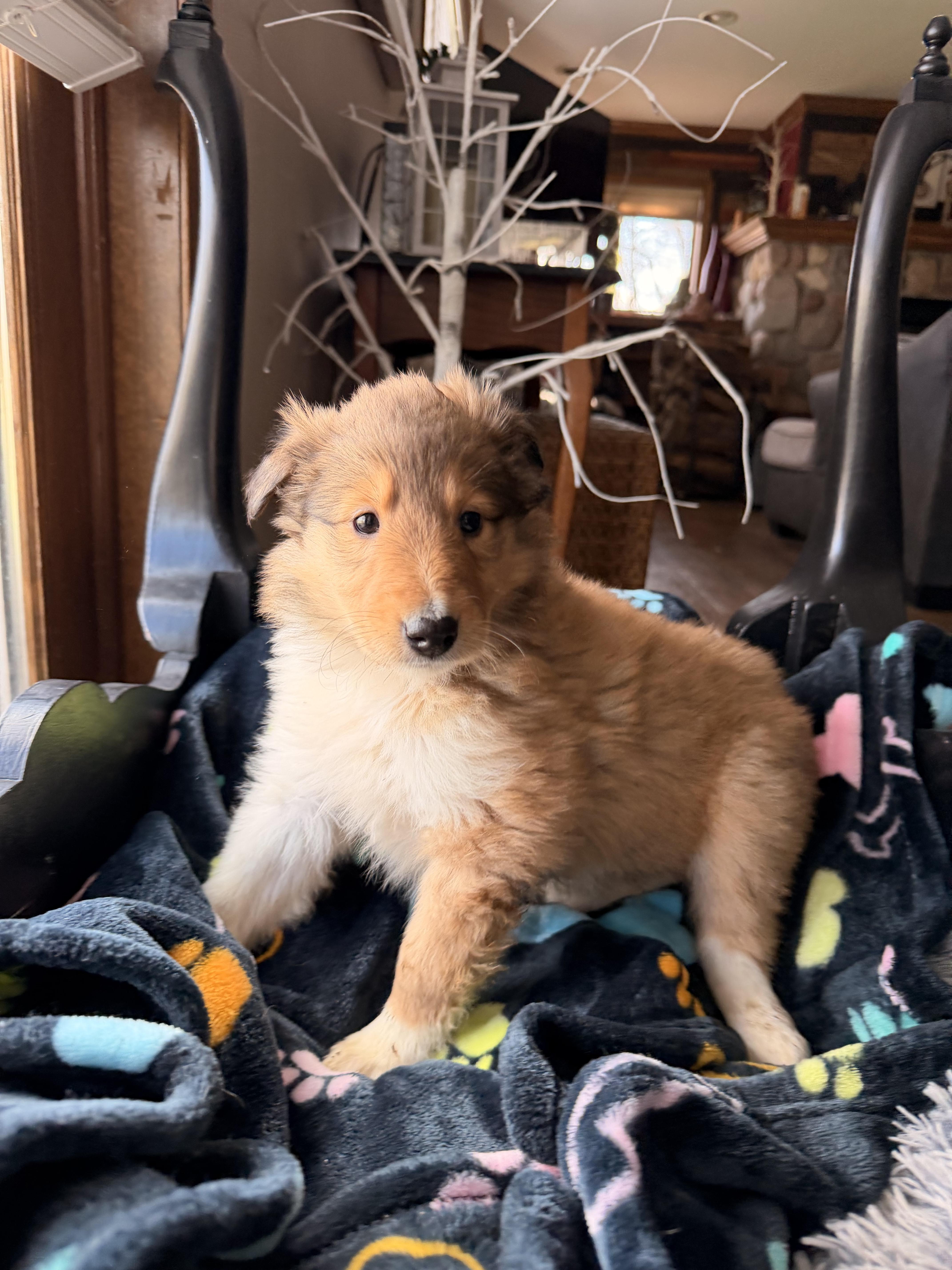 Enlarge Maple , an adopted Rough Collie in North Freedom, WI image 1/3