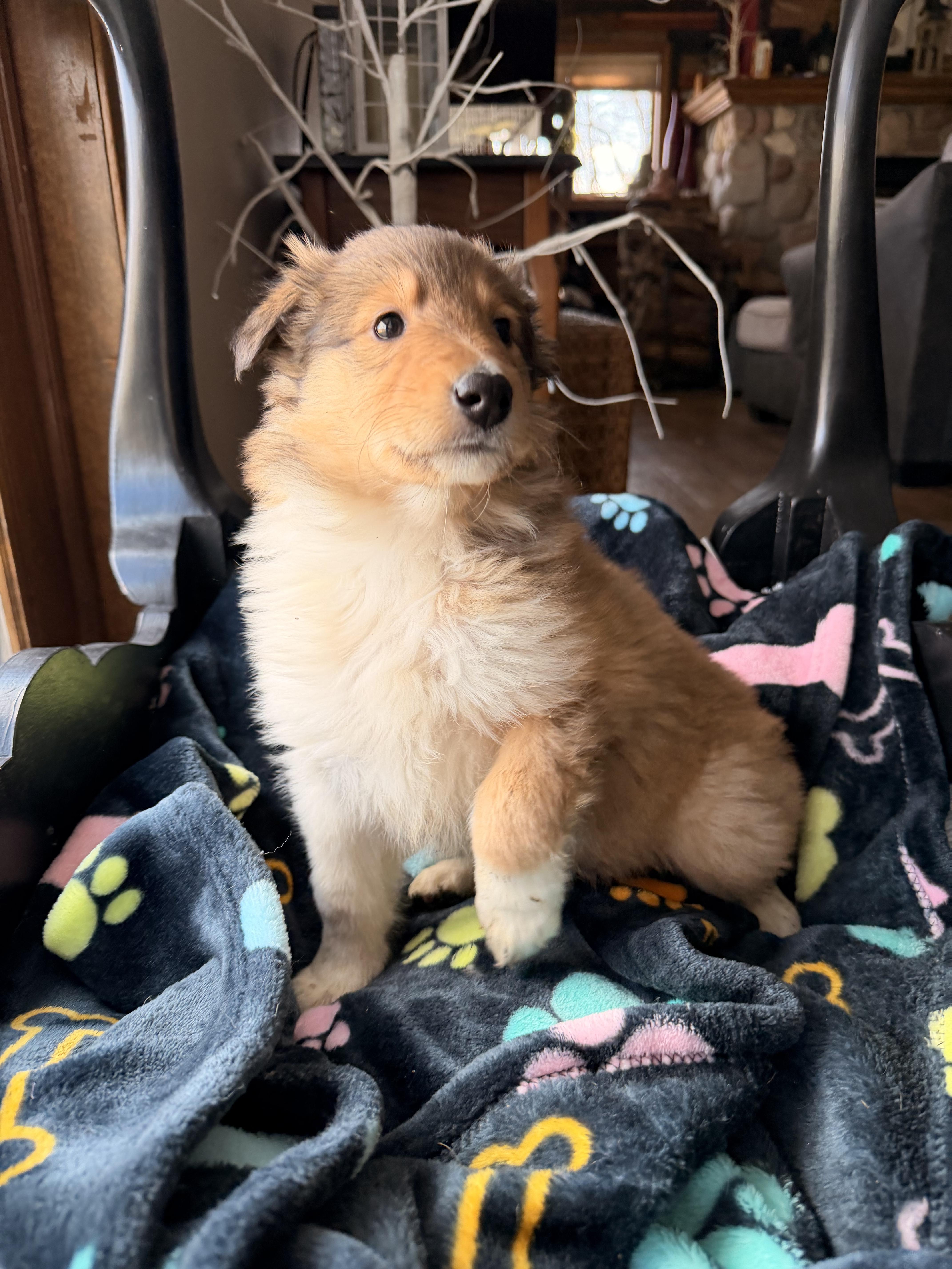 Enlarge Maple , an adopted Rough Collie in North Freedom, WI image 2/3