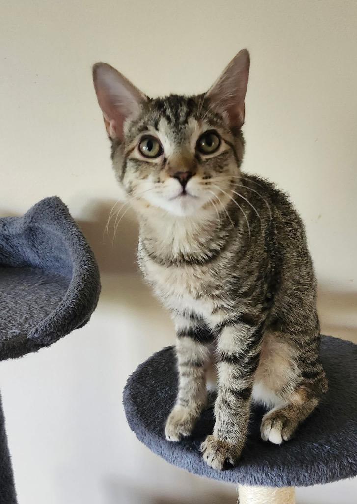 Enlarge Nellie, a Adoptable mixed breed in Fort Oglethorpe, GA image 2/4
