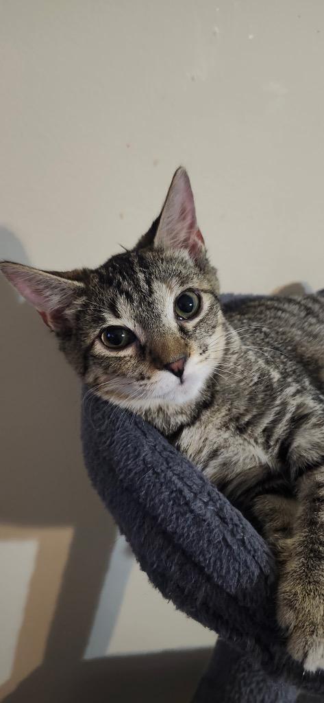 Enlarge Nellie, a Adoptable mixed breed in Fort Oglethorpe, GA image 4/4