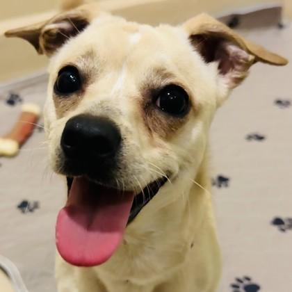 Enlarge Jelly, a Adoptable mixed breed in Pleasanton, CA image 1/2