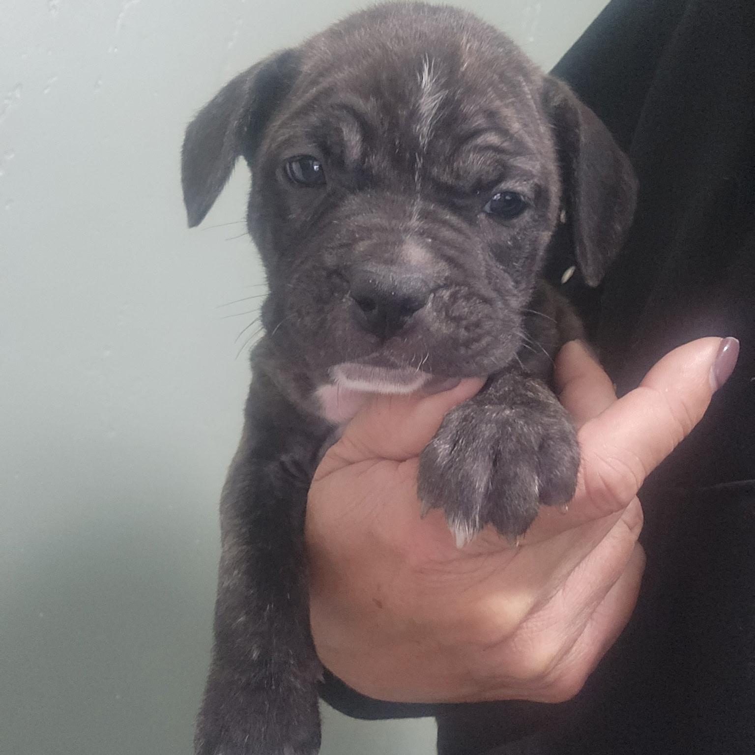 Clementine, Adoptable, Puppy Female Pit Bull Terrier.