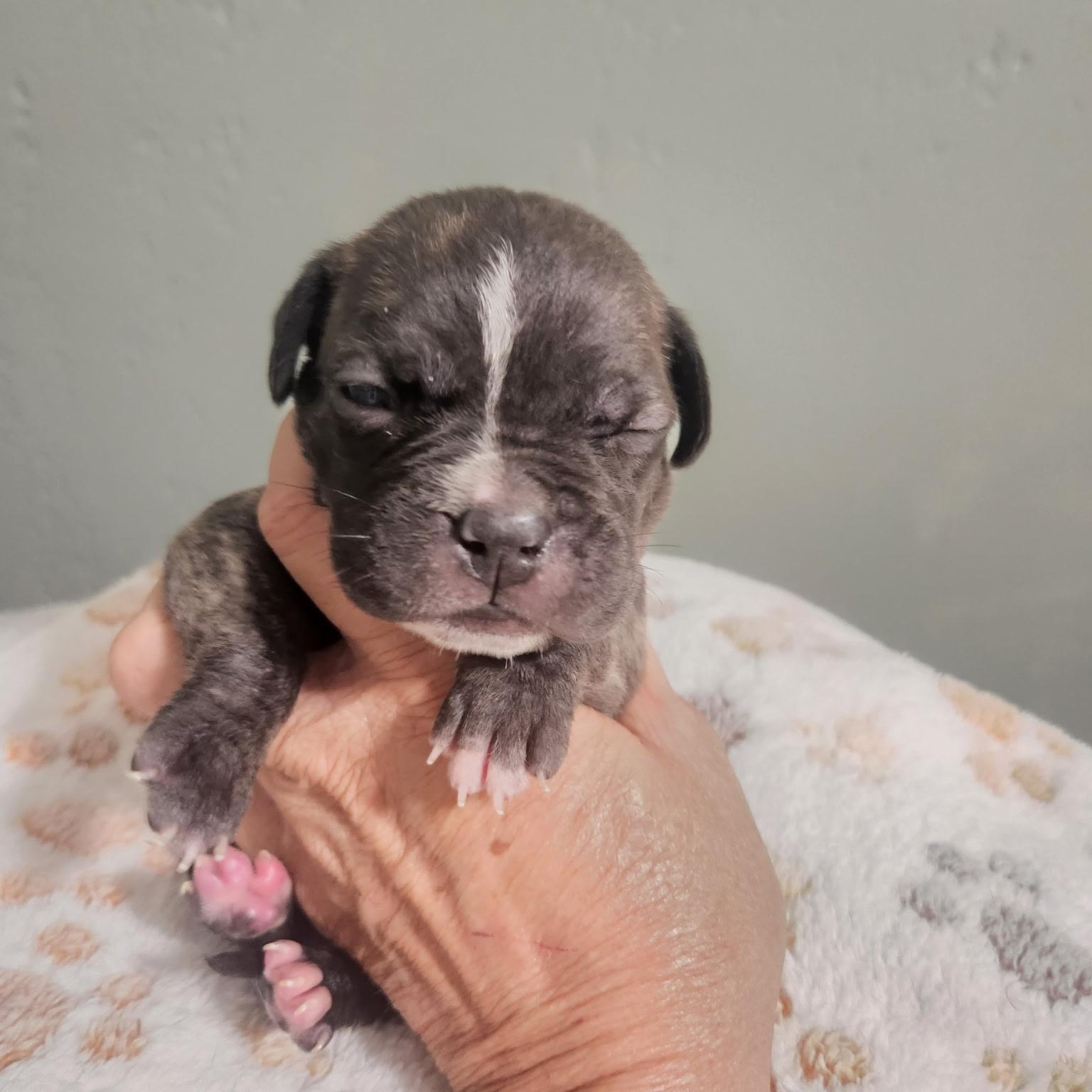 Enlarge Clementine, a Adoptable mixed breed in Brentwood, CA image 2/2