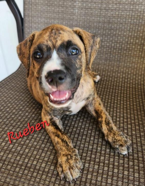 RUEBEN, ADOPTABLE, Puppy Male Pit Bull Terrier.
