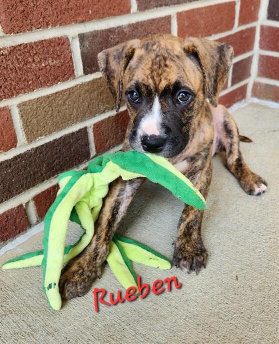 Enlarge RUEBEN, a ADOPTABLE Pit Bull Terrier in Louisville, OH image 2/2