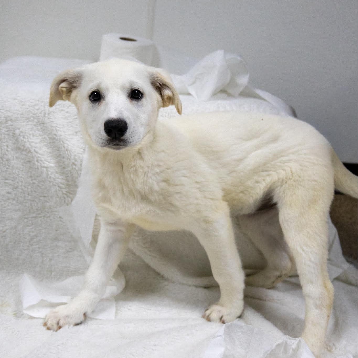 Angel Soft, ADOPTABLE, Puppy Female Great Pyrenees.