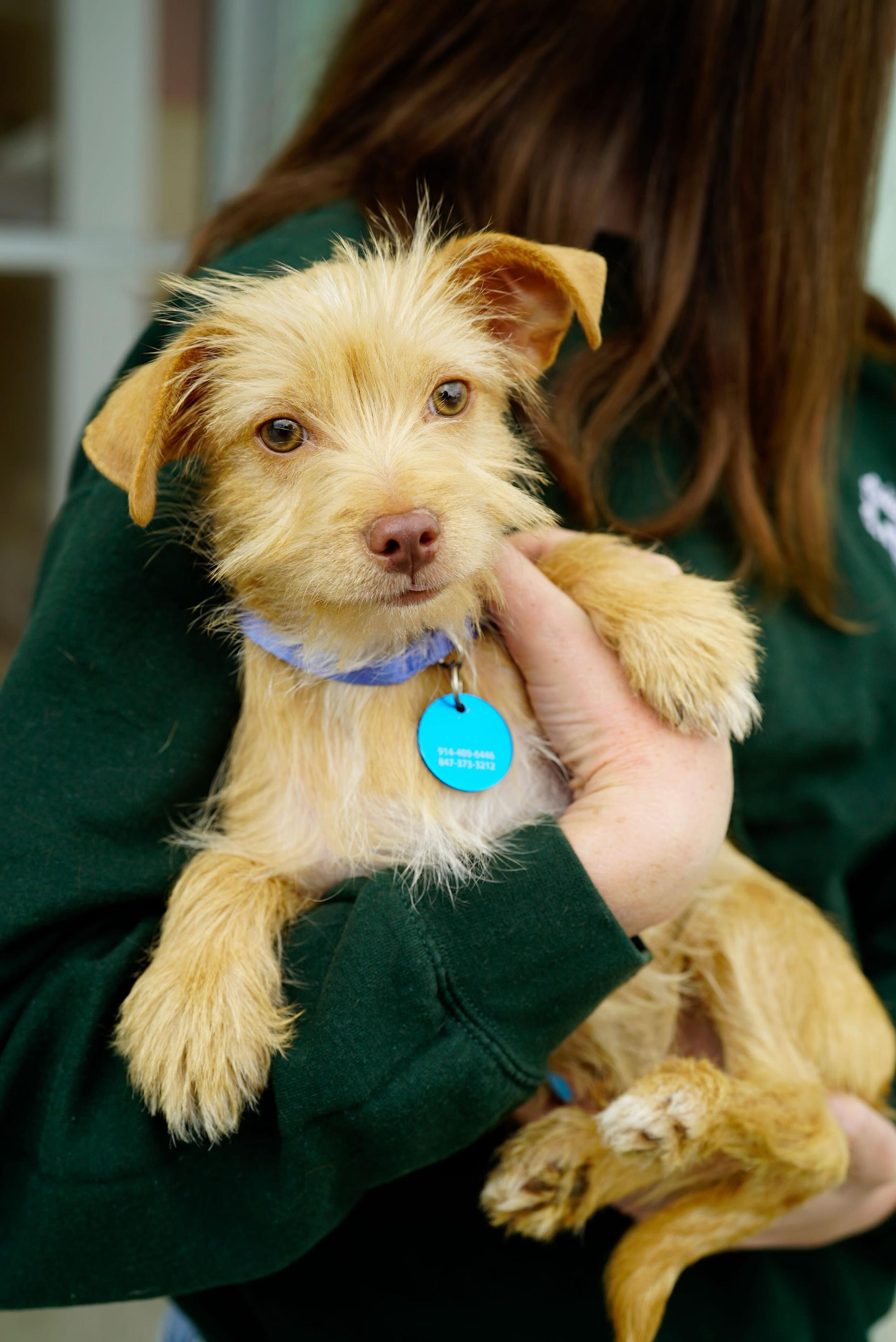 Ash, a ADOPTABLE mixed breed in Pasadena, CA image 3/6