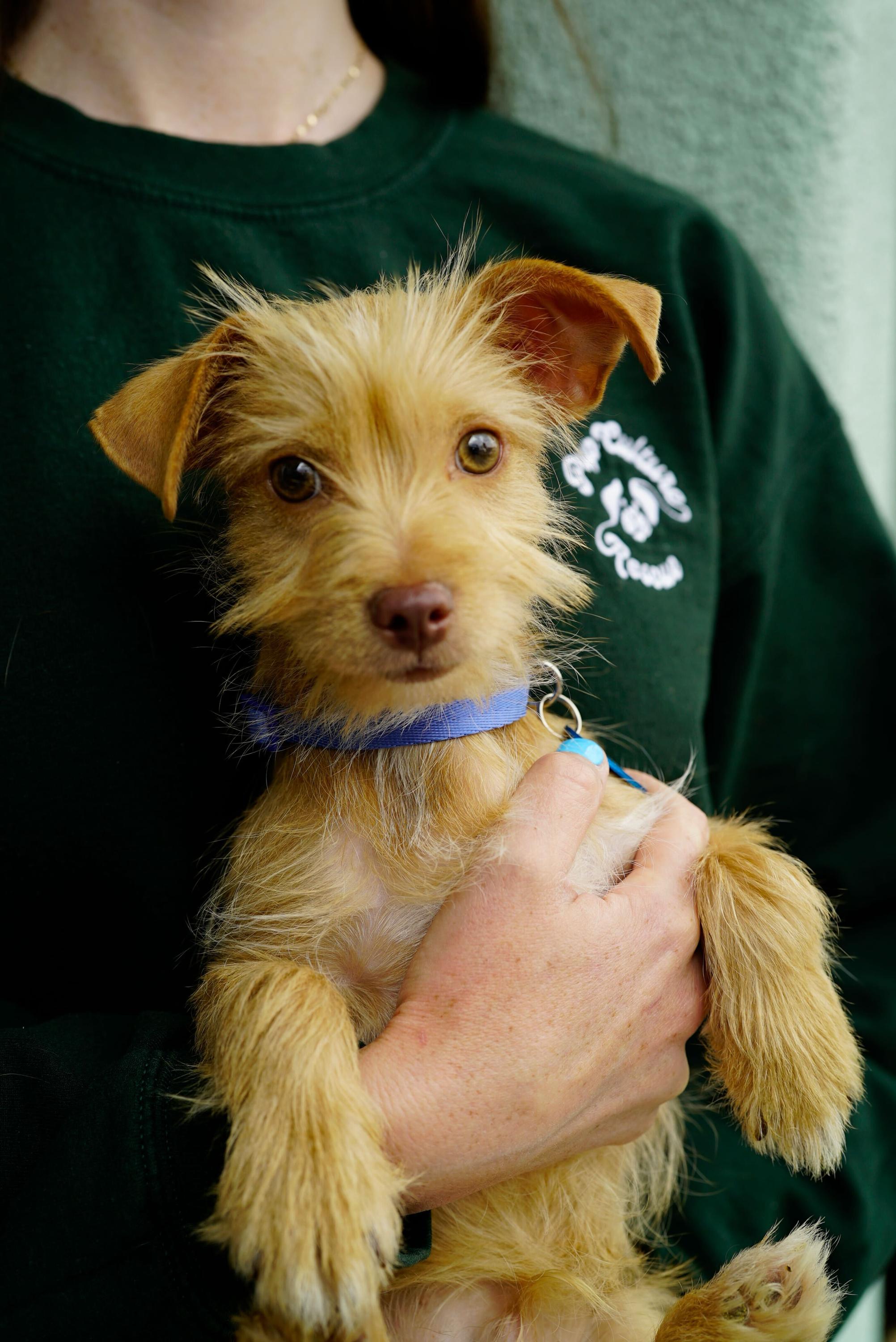 Ash, a ADOPTABLE mixed breed in Pasadena, CA image 2/6