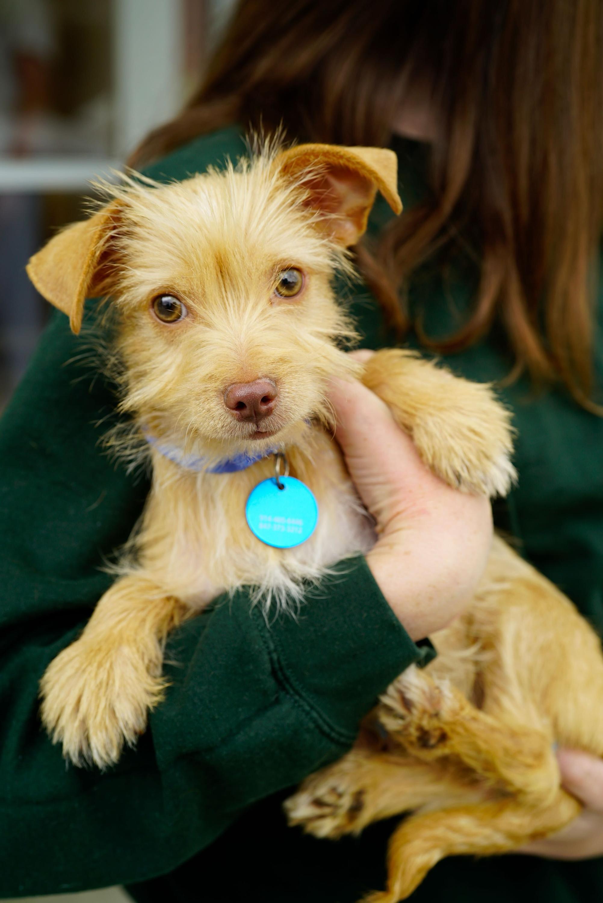 Ash, a ADOPTABLE mixed breed in Pasadena, CA image 1/6
