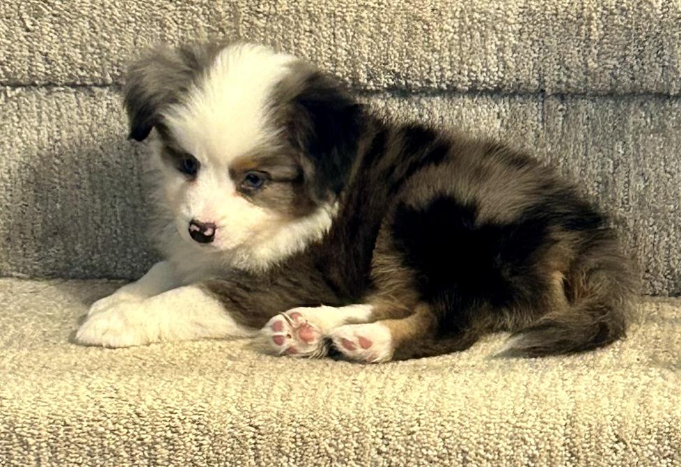 Enlarge Franklin (Peanuts), a Adopted Australian Shepherd in Arlington, TX image 1/6