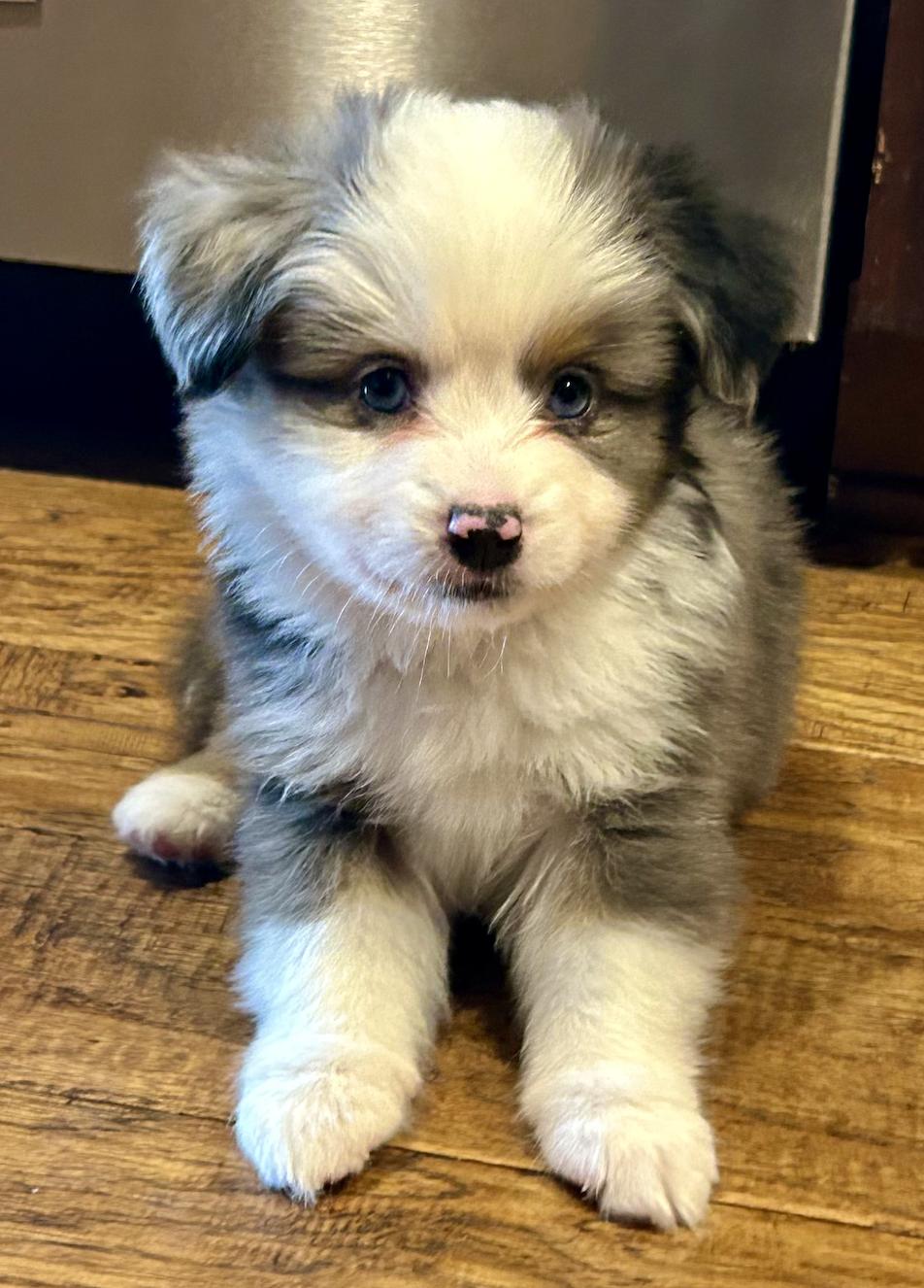 Enlarge Franklin (Peanuts), a Adopted Australian Shepherd in Arlington, TX image 3/6