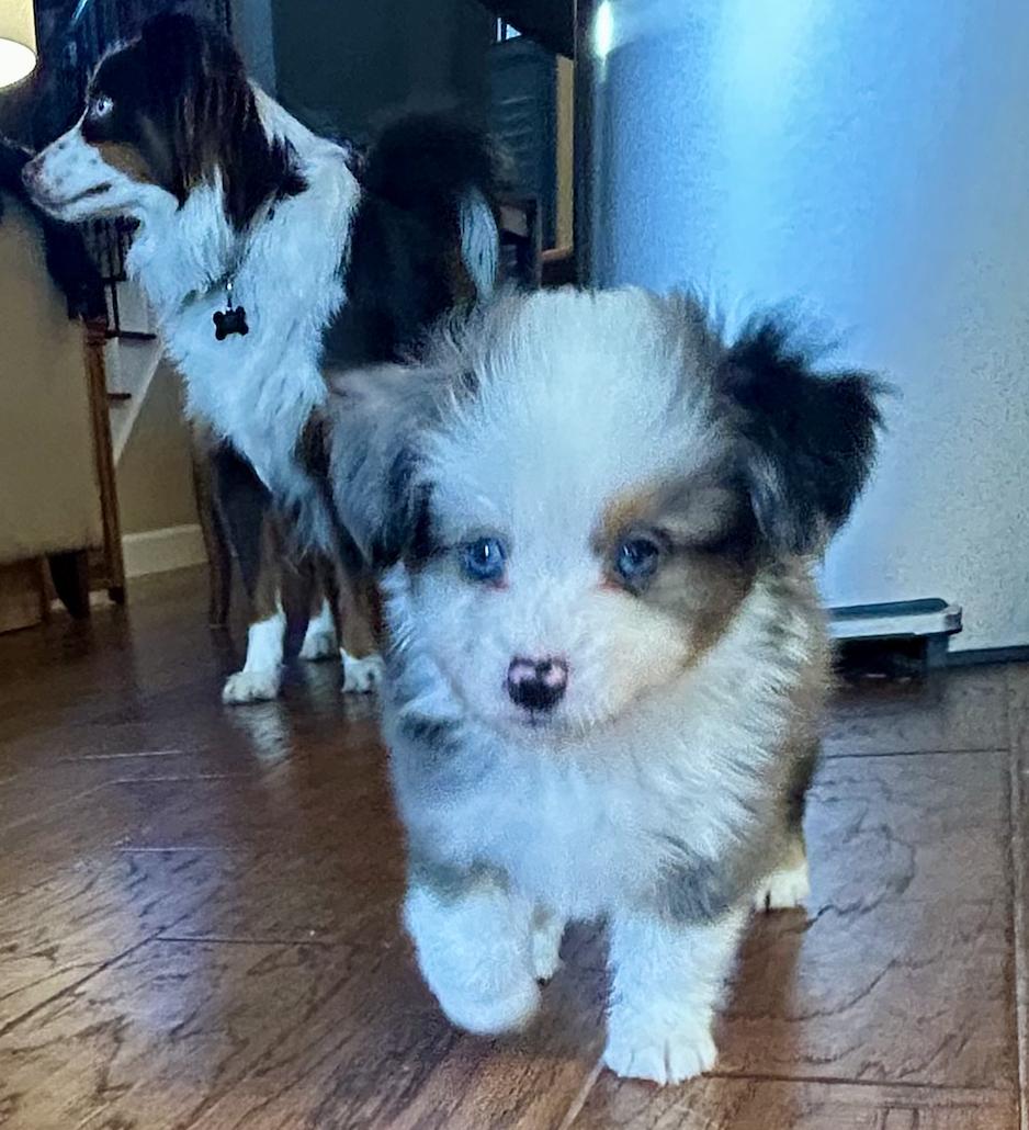 Enlarge Franklin (Peanuts), a Adopted Australian Shepherd in Arlington, TX image 4/6