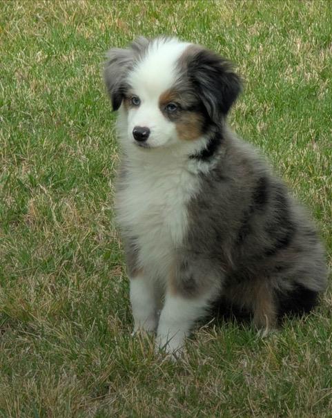 Enlarge Franklin (Peanuts), a Adopted Australian Shepherd in Arlington, TX image 5/6