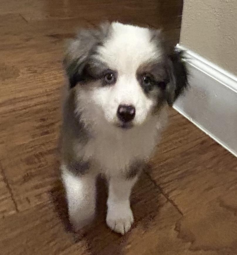 Enlarge Franklin (Peanuts), a Adopted Australian Shepherd in Arlington, TX image 6/6