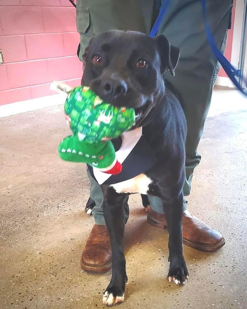 Peter, Adoptable, Young Male Labrador Retriever & American Staffordshire Terrier.