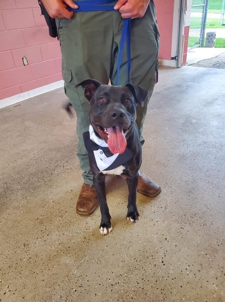 Peter, a Adoptable mixed breed in Brewster , NY image 2/6