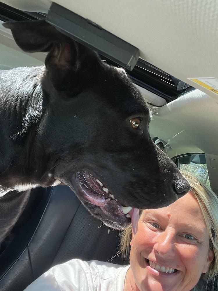 Peter, a Adoptable mixed breed in Brewster , NY image 4/6