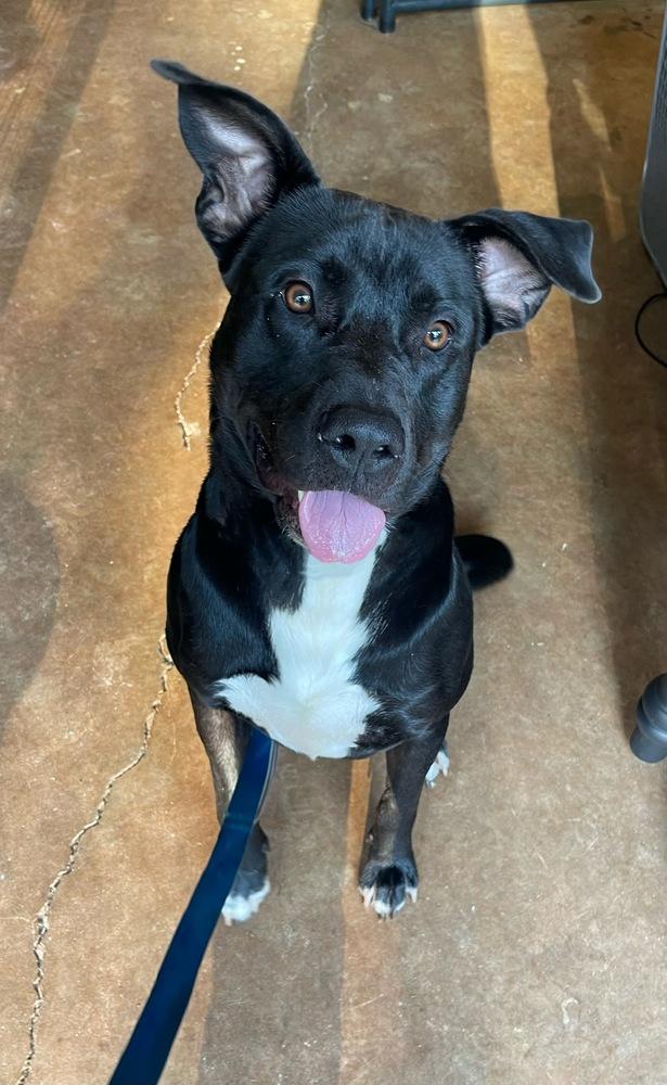 Peter, a Adoptable mixed breed in Brewster , NY image 5/6