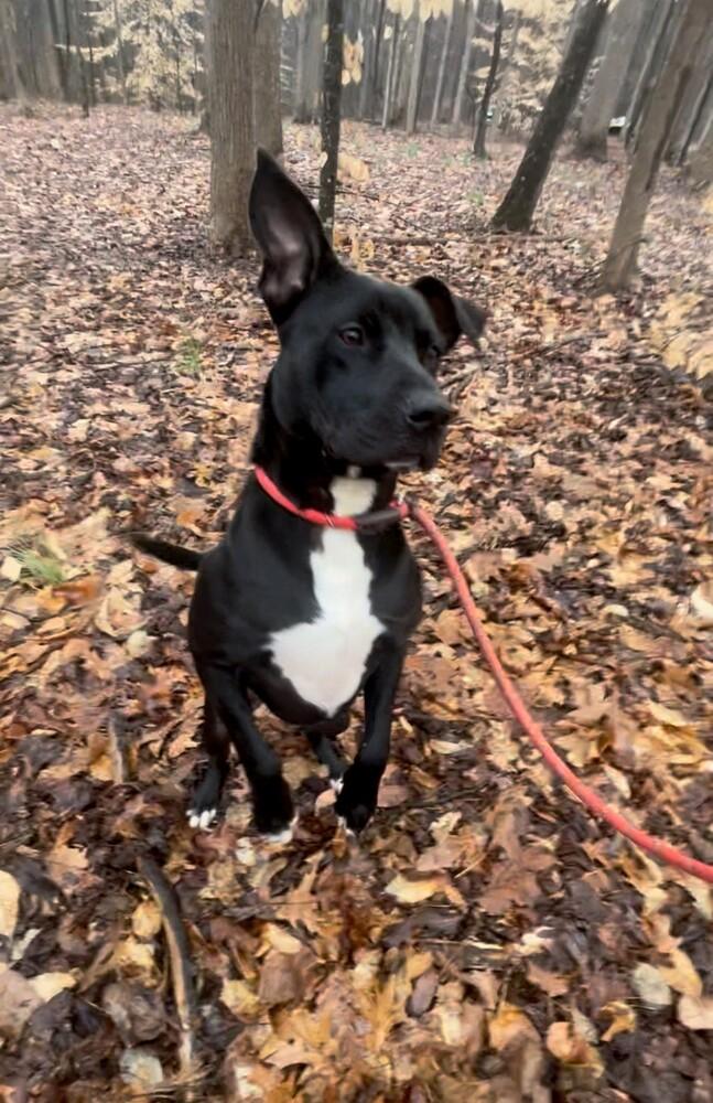 Peter, a Adoptable mixed breed in Brewster , NY image 6/6