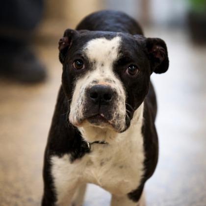 Brennan, Adoptable, Young Male Mixed Breed & Mixed Breed.