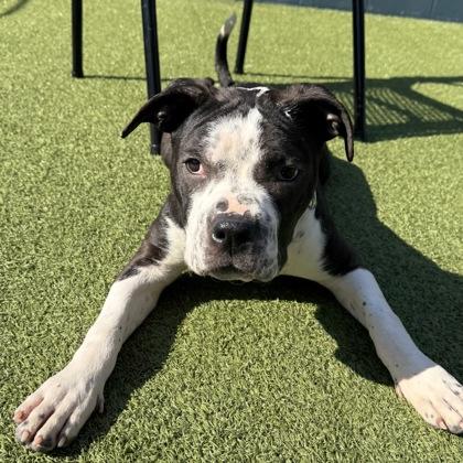 Enlarge Brennan, a Adoptable mixed breed in Merriam, KS image 2/2