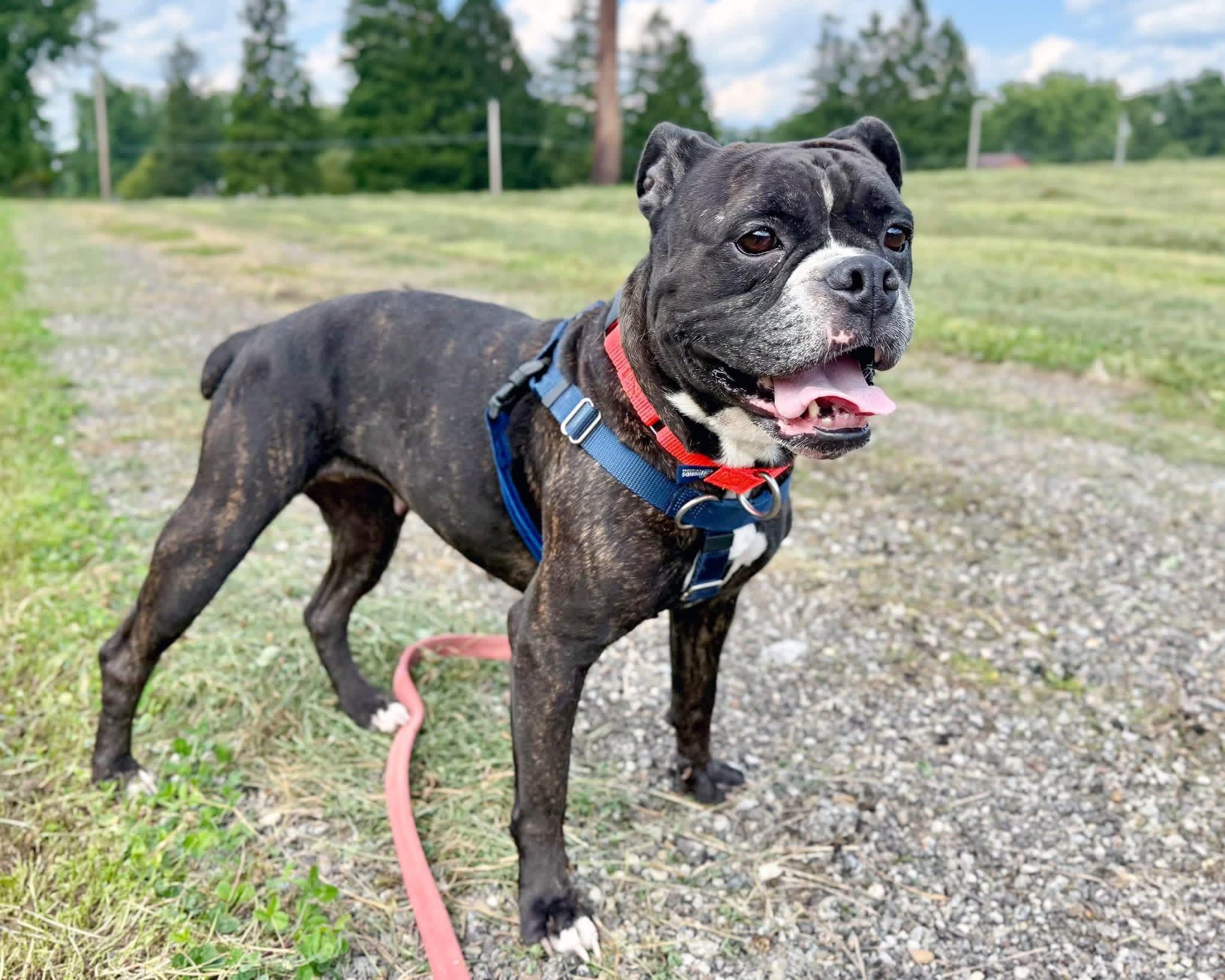 Pumpkin, ADOPTABLE, Young Female Bulldog.