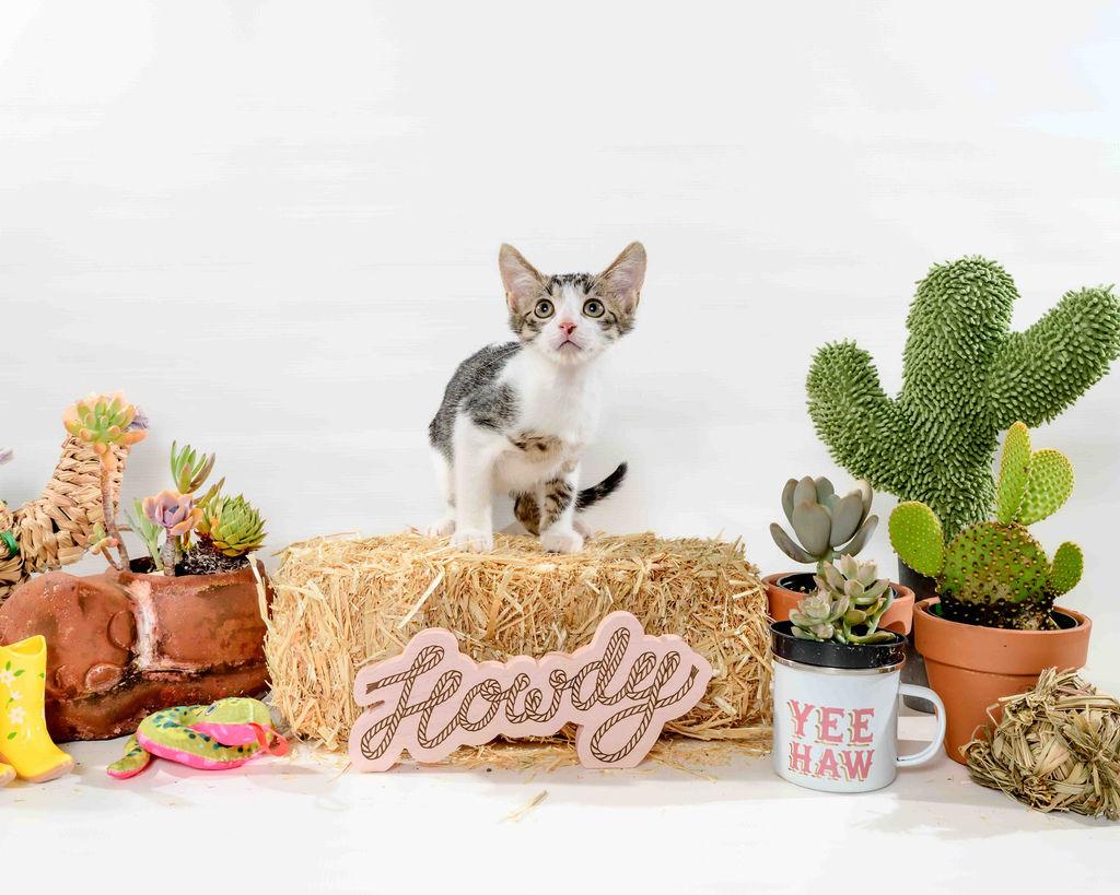 Galan, a Adoptable Domestic Short Hair in Jefferson, LA image 5/6