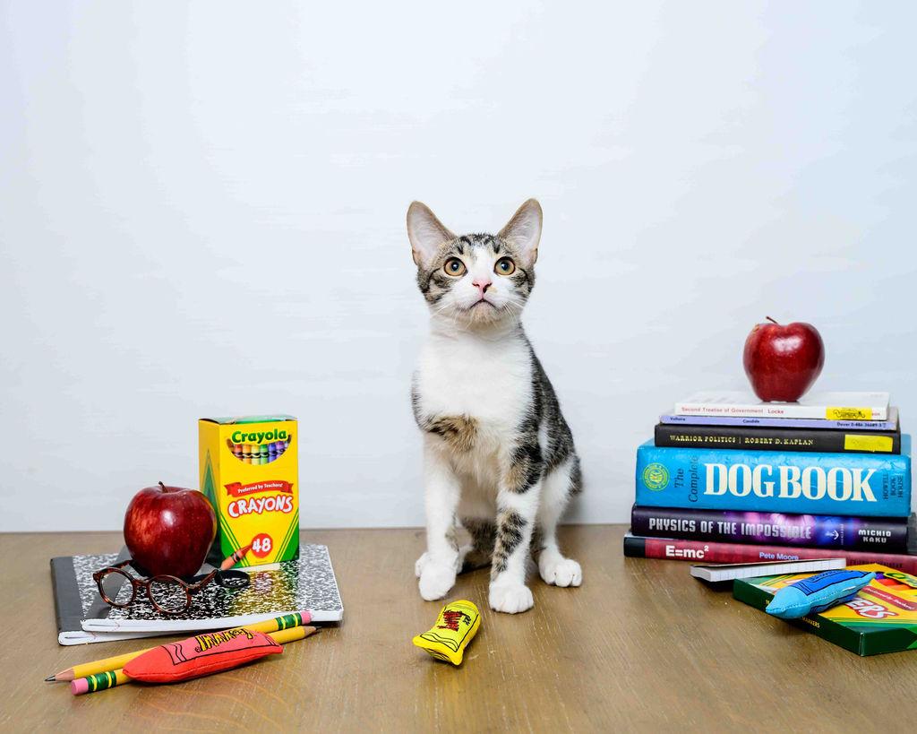 Galan, a Adoptable Domestic Short Hair in Jefferson, LA image 1/6