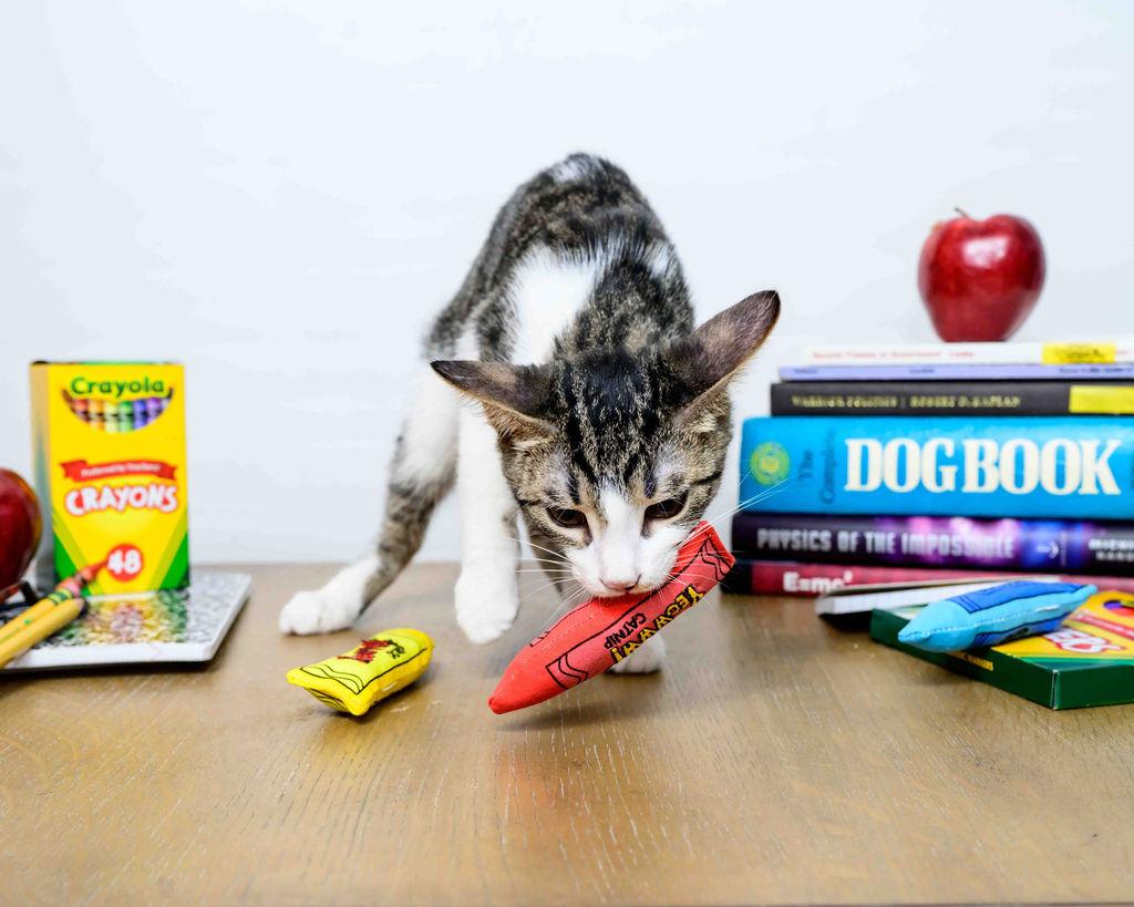 Galan, a Adoptable Domestic Short Hair in Jefferson, LA image 2/6