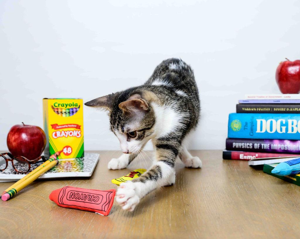 Galan, a Adoptable Domestic Short Hair in Jefferson, LA image 3/6