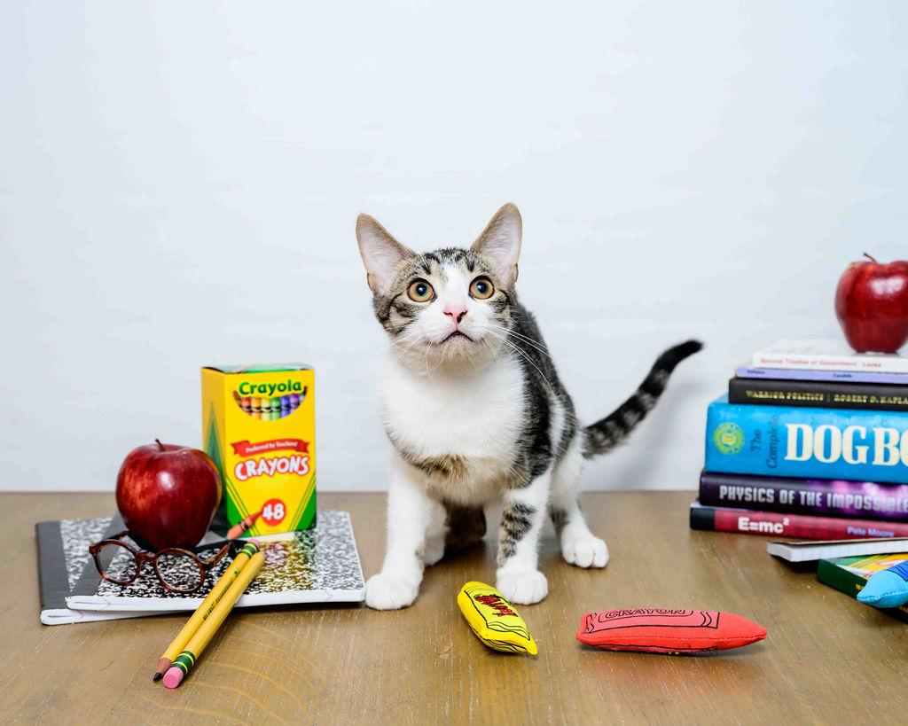 Galan, a Adoptable Domestic Short Hair in Jefferson, LA image 4/6